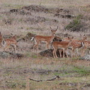 Batched up bucks